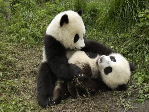 Pandas jugando
