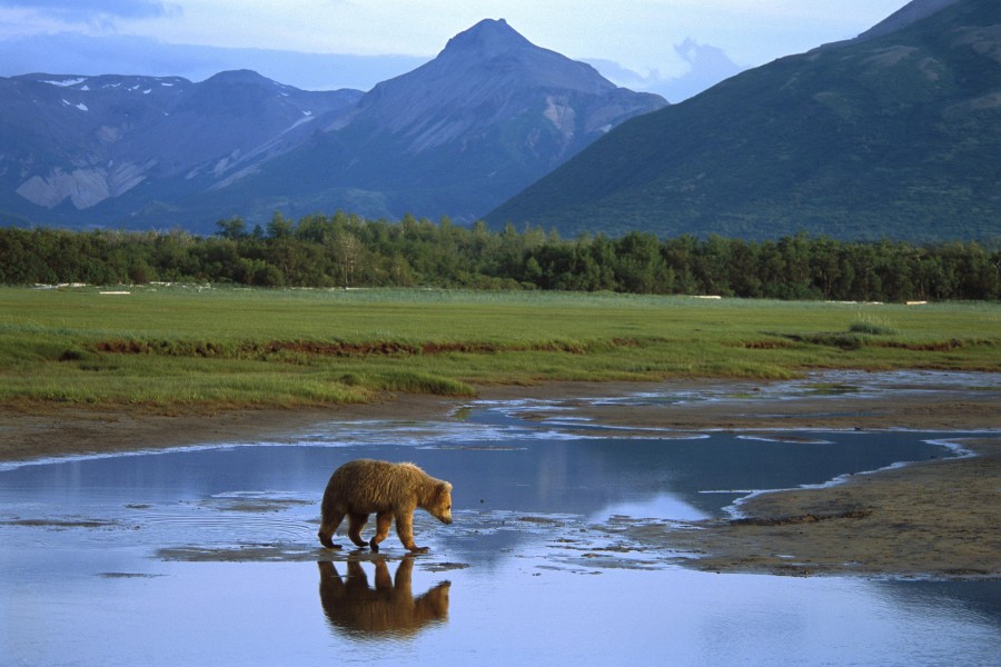 Oso cruzando un río (Alaska)