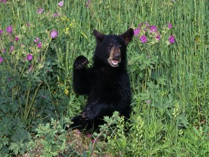 Pequeño oso negro sentado entre las flores silvestres