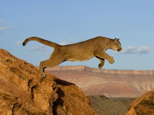 Puma saltando entre montañas