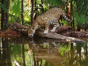 Jaguar sediento