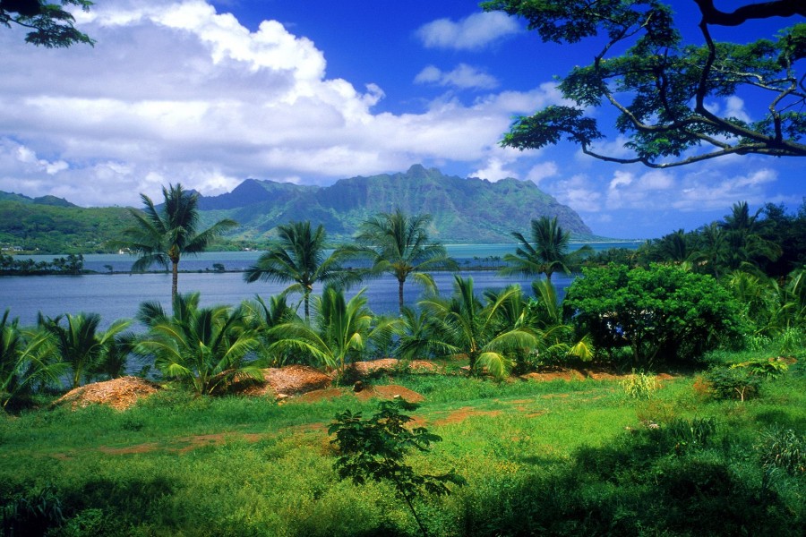 Palmeras verdes junto al mar (Oahu, Hawái)