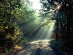 Rayos de sol iluminando el camino del bosque