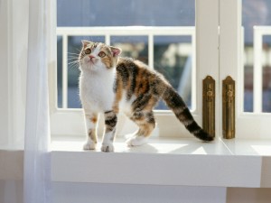 Postal: Gato junto a la ventana