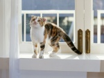 Gato junto a la ventana