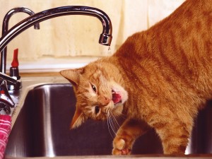 Gato bebiendo agua del grifo