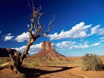 Árbol seco en el Valle de los Monumentos (Arizona)