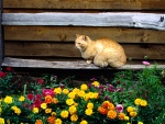 Gato descansando en el jardín
