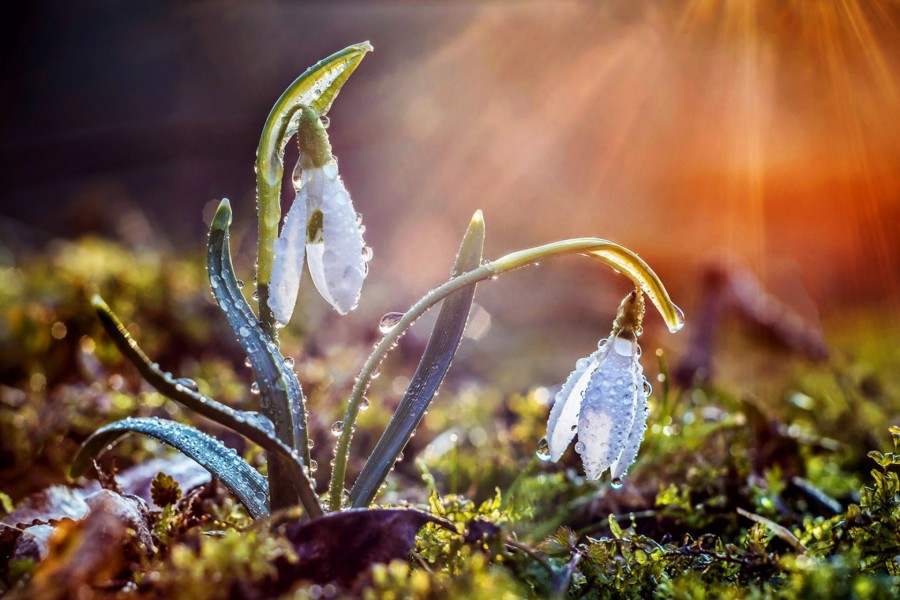 Los rayos del sol entre las flores de una planta con gotas de rocío