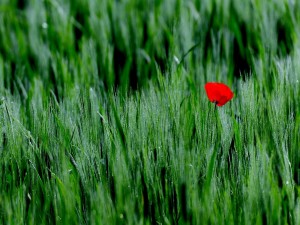 Solitaria amapola roja entre la hierba verde