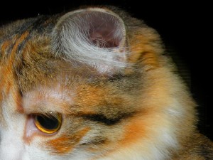 La oreja de un gato