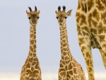 Dos jirafas recién nacidas