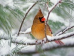 Cardenal hembra en un pino cubierto de nieve