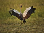 Grulla coronada africana con las alas extendidas