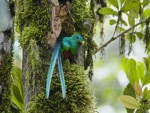 Quetzal en el hueco de un tronco de árbol