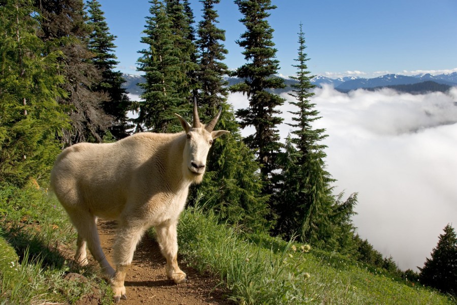 Cabra de montaña en el Parque Nacional Olympic