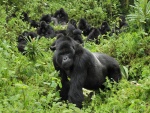 Gorilas de montaña en el Parque Nacional de los Volcanes (Ruanda)