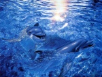 Dos delfines chapoteando en el mar