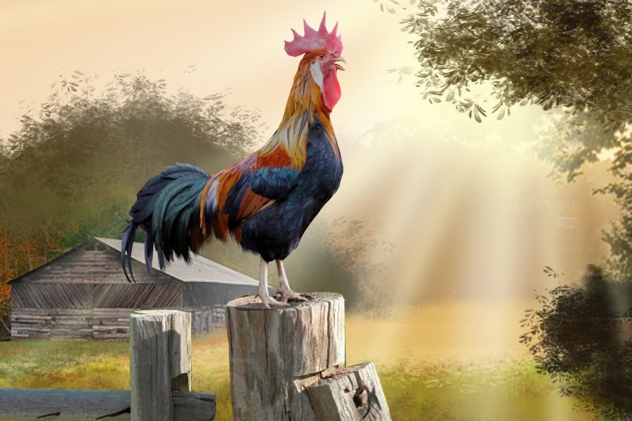 Un gallo se prepara para cantar su canción de la mañana