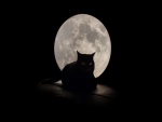 Gato negro sentado en una noche de luna llena