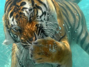 Tigre nadando bajo el agua