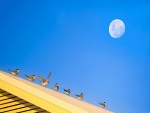 Aves posadas en el techo de una casa