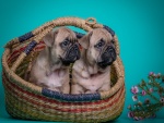 Cachorros de bulldog francés sentados en una cesta de mimbre