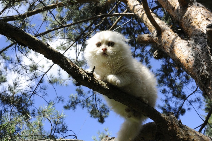 Gato sobre la rama de un abeto