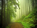 Camino en el bosque verde