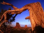 Árbol torcido en el Valle de los Monumentos (Arizona)