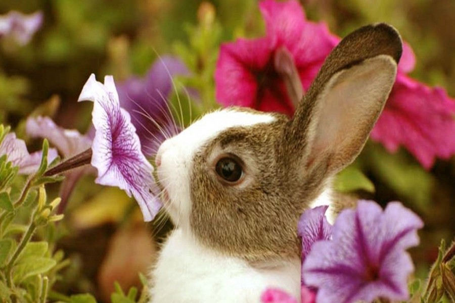 Conejo oliendo una flor violeta