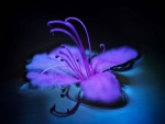 Flor lila en el agua