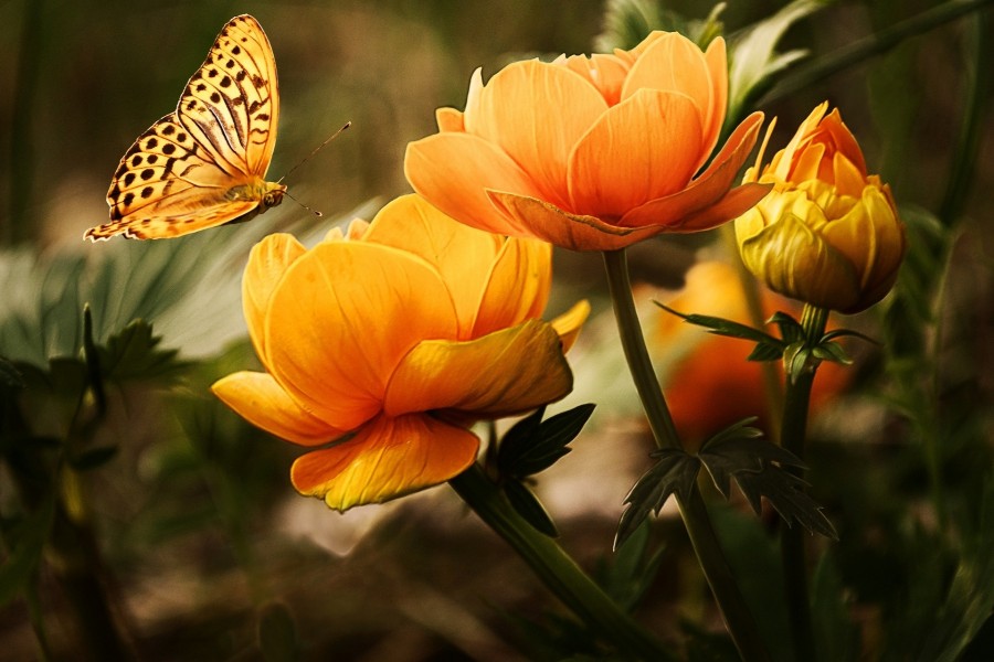 Mariposa revoloteando sobre flores de color naranja