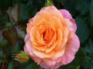 Rosa hermosa en dos tonos