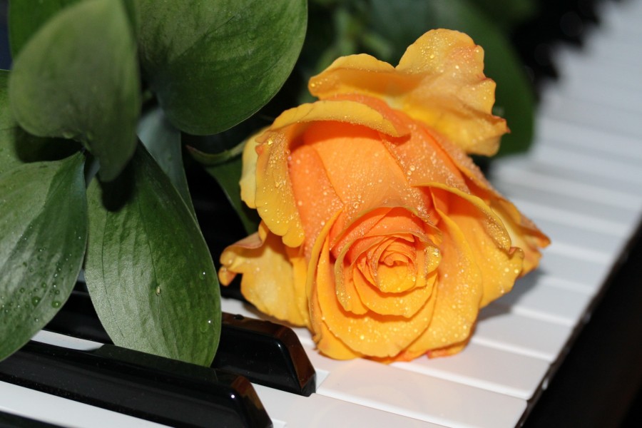 Rosa amarilla situada en las teclas de un piano