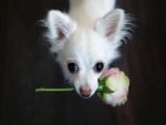 Chihuahua con una rosa en su boca