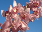 Bellas orquídeas de color rosa