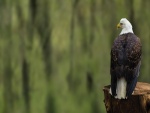 Águila posada en un tronco