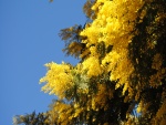 Mimosas amarillas en primavera