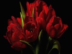 Ramo de tulipanes rojos con gotas de rocío