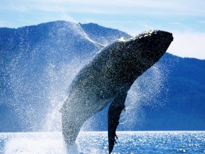Salto de una ballena jorobada