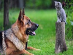 Un gatito observando con atención al perro