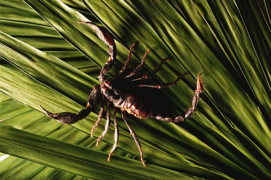 Un escorpión camina sobre unas hojas verdes