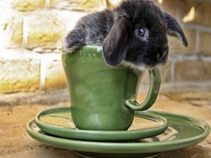 Postal: Conejo en una taza