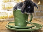 Conejo en una taza