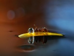 Hormiga sobre un pétalo junto a una gota de agua