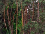 Estupendos pinos en un jardín botánico de Kiev