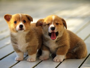 Un par de perritos muy bonitos