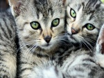 Bellos gatitos con ojos verdes