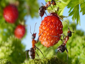 Hormigas comiendo una fresa